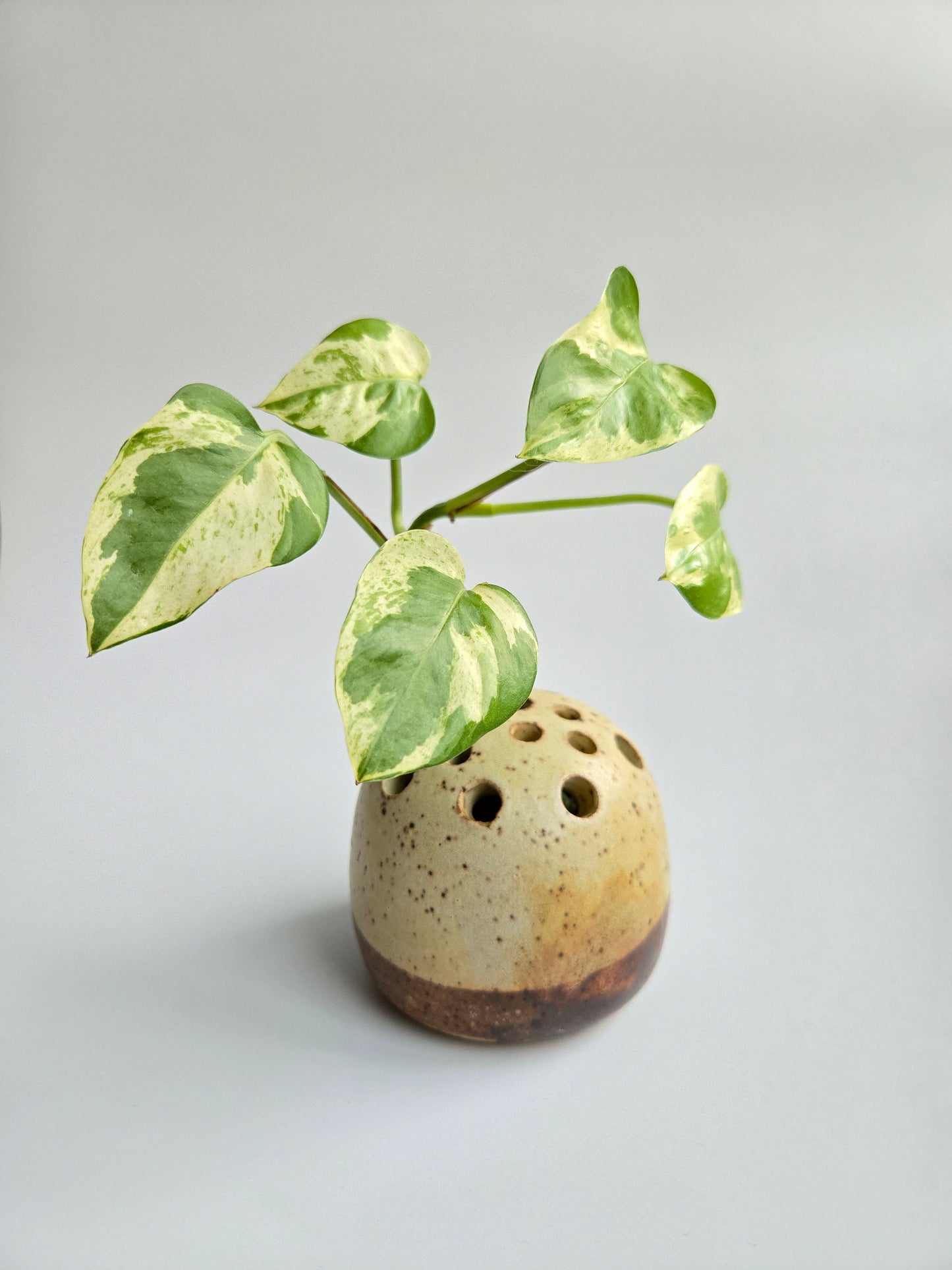 Pebble Frog Vase - Chai